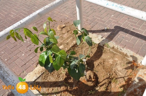 trees shamela 0321 (33).JPG